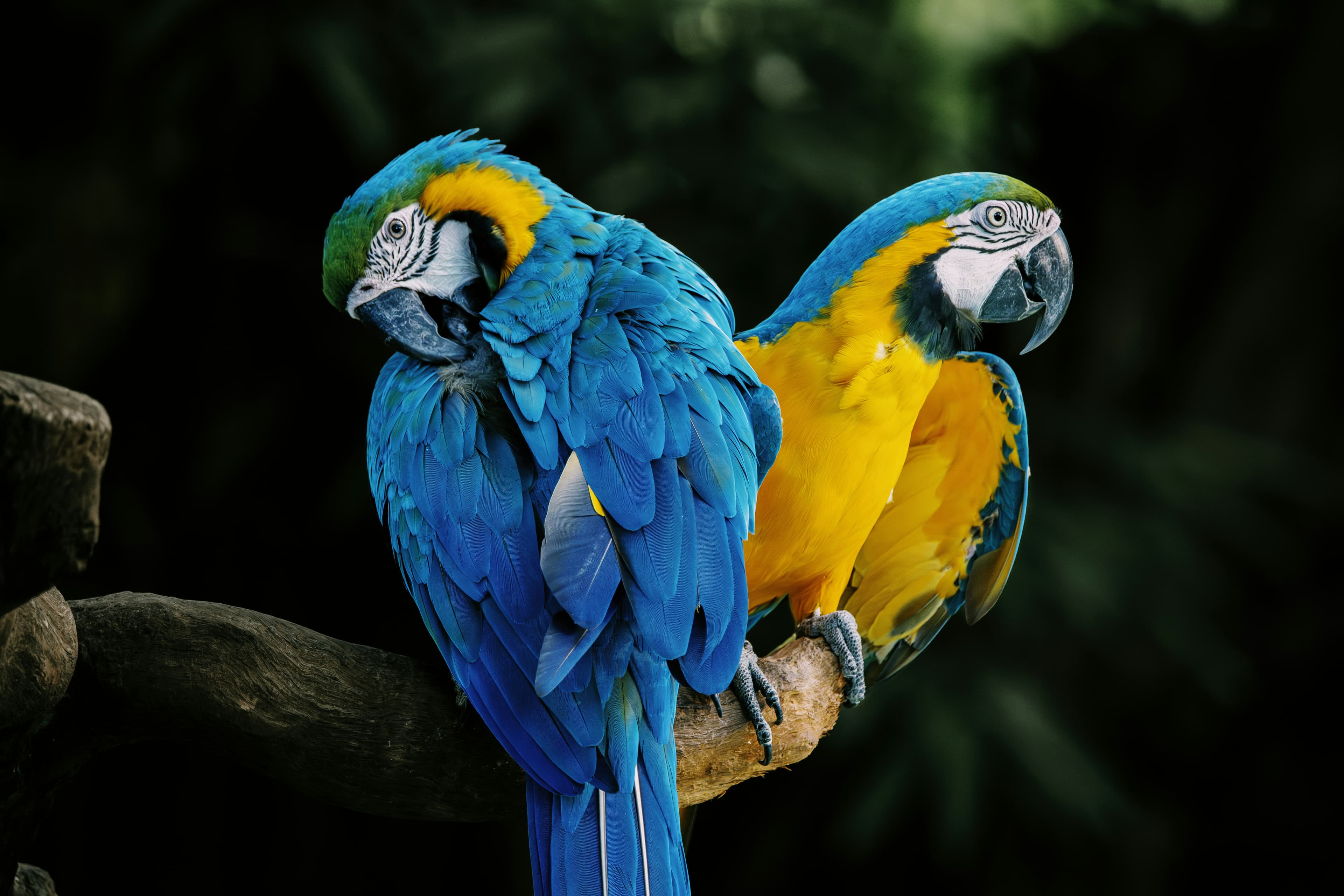 Brazil — Nature & Carnival