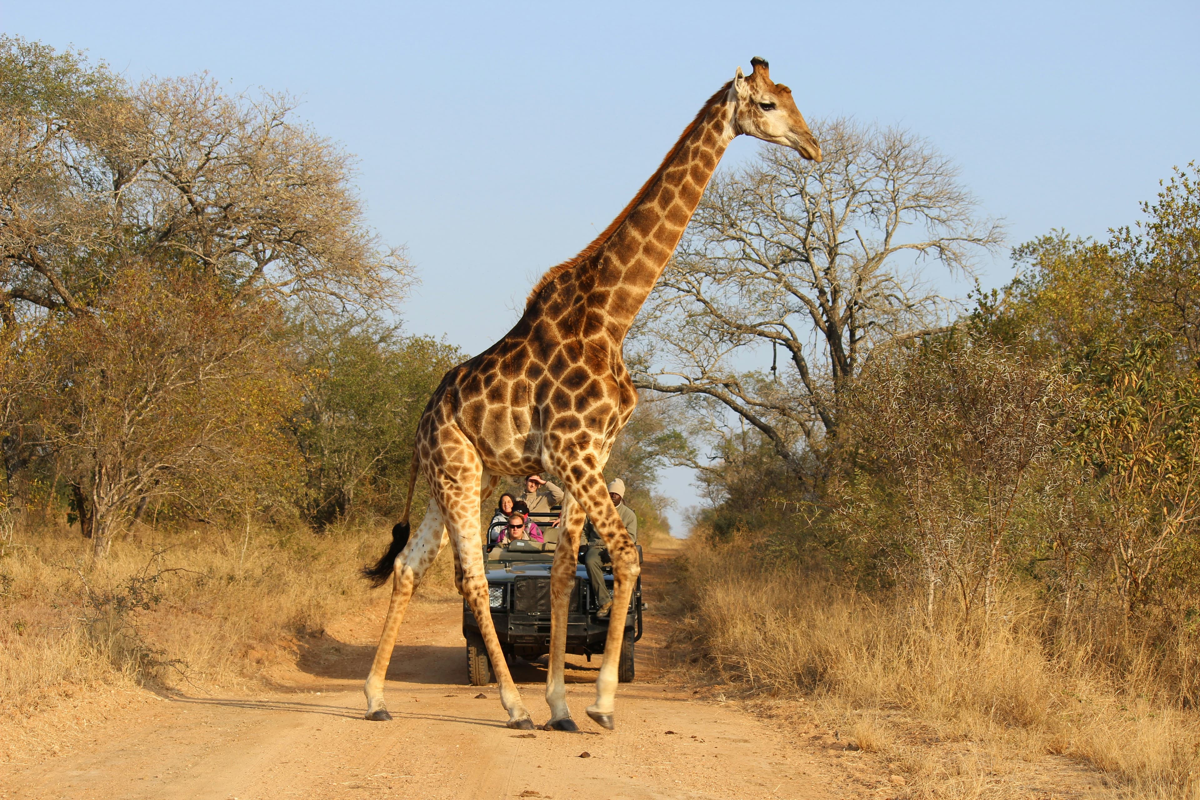 Kenya — Safari & Wildlife